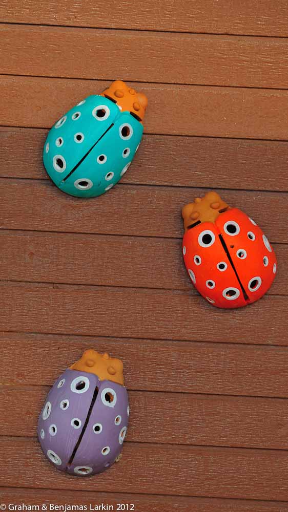 Lady Birds