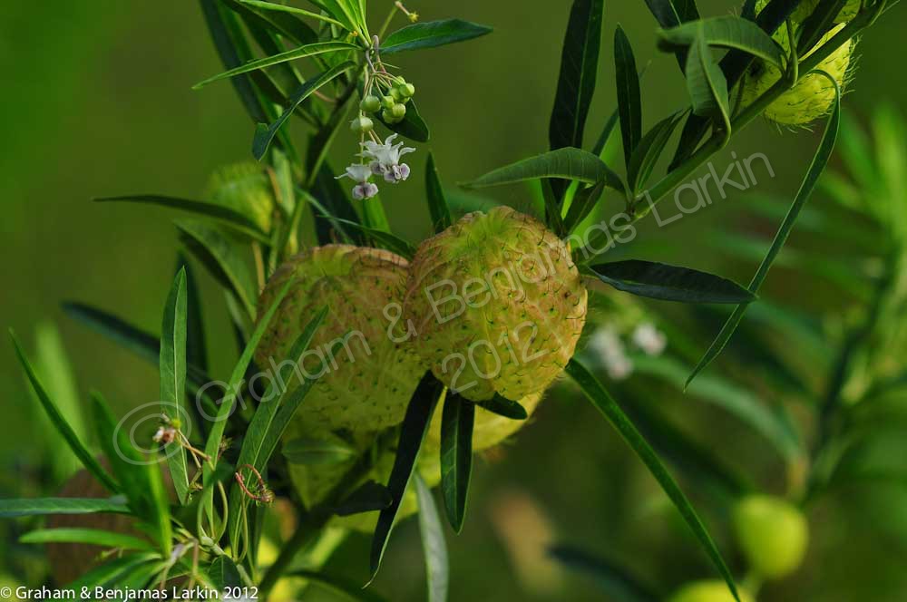 Interesting green fruits on this plant