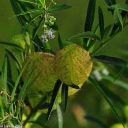 Interesting green fruits on this plant