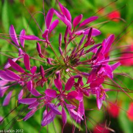 Red delicate flower