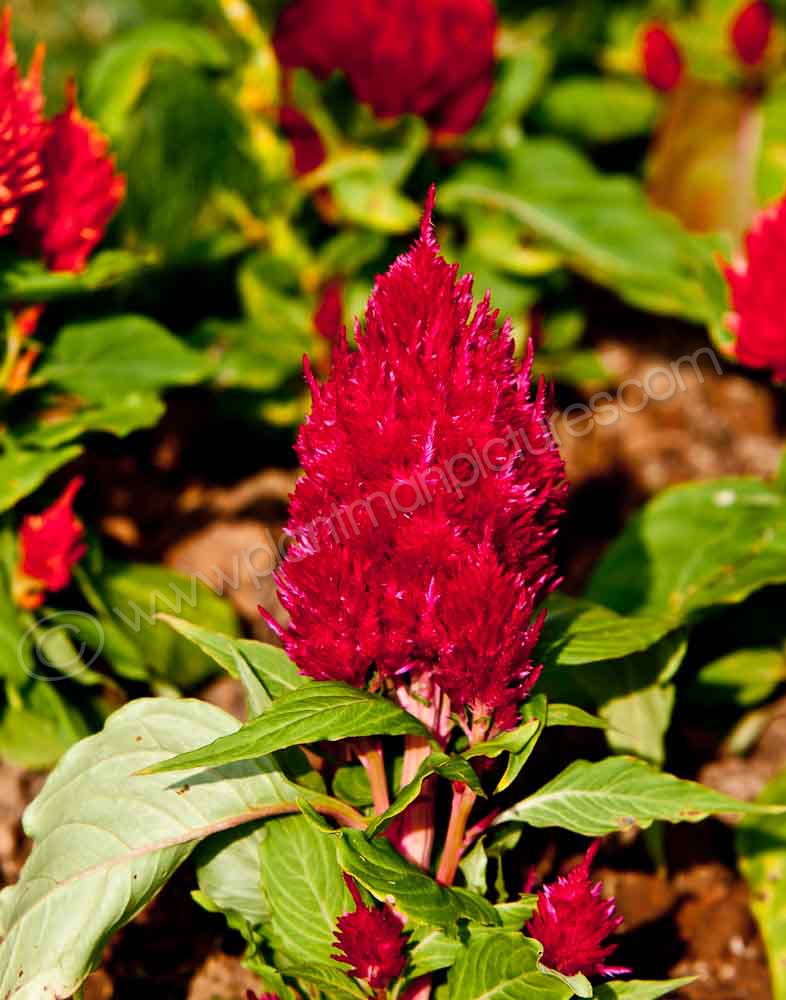 Red Flower at Khokirin