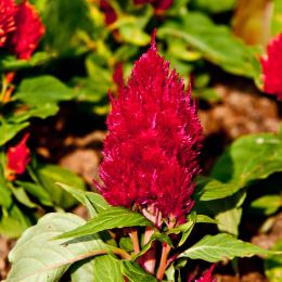 Red Flower at Khokirin