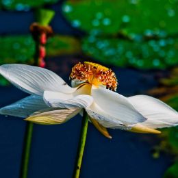 Lotus Flower