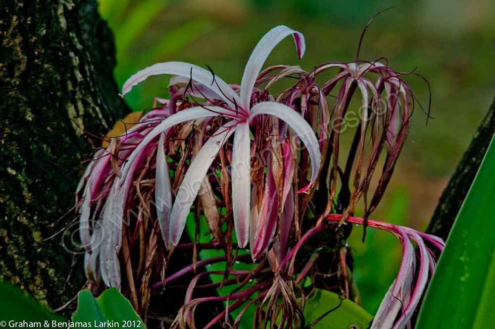 Red Crinum Lily