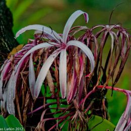 Red Crinum Lily