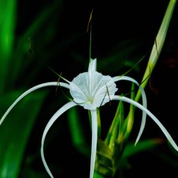 Spider Lily Rot Fai Park