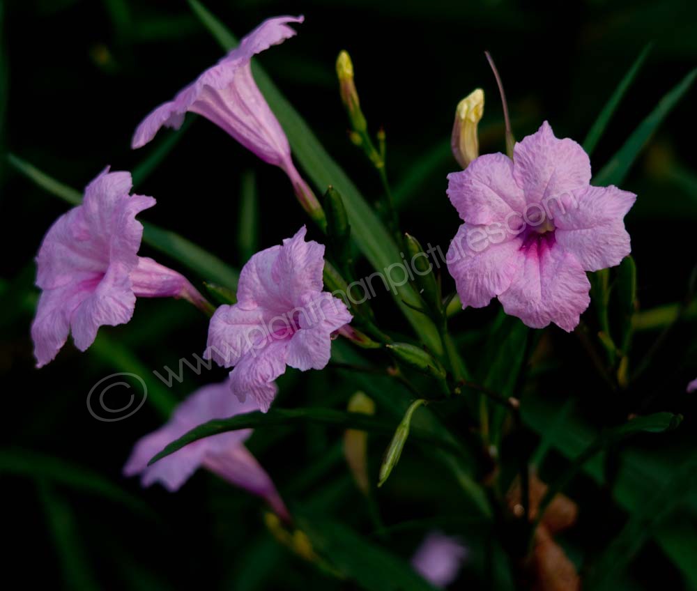 Violet flower