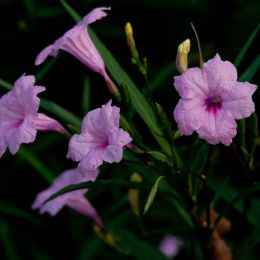 Violet flower