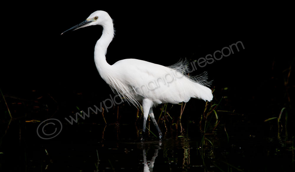 Little Egret