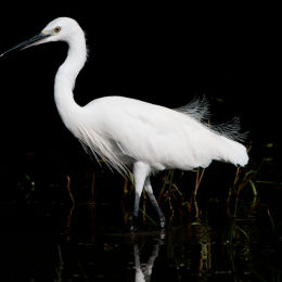 Little Egret
