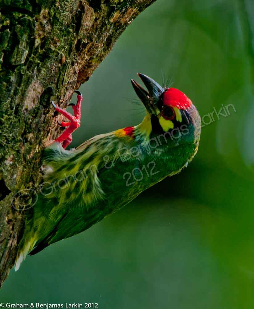 Coppersmith Barbet