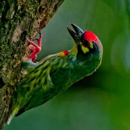 Coppersmith Barbet