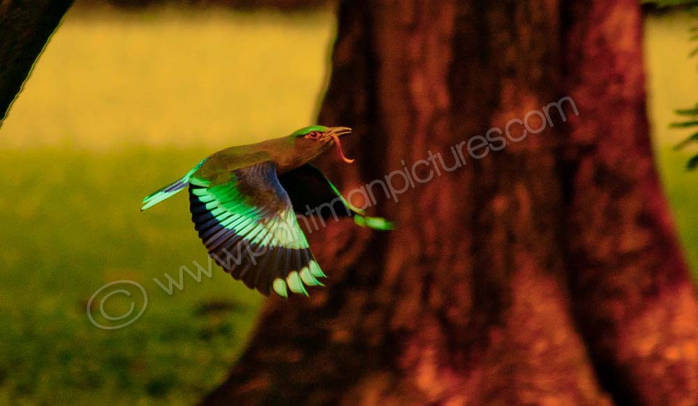 Indian Roller