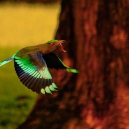 Indian Roller