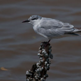 Gull Beaked Tern
