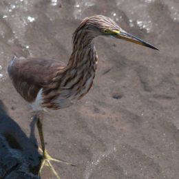 Chinese Green Pond Heron