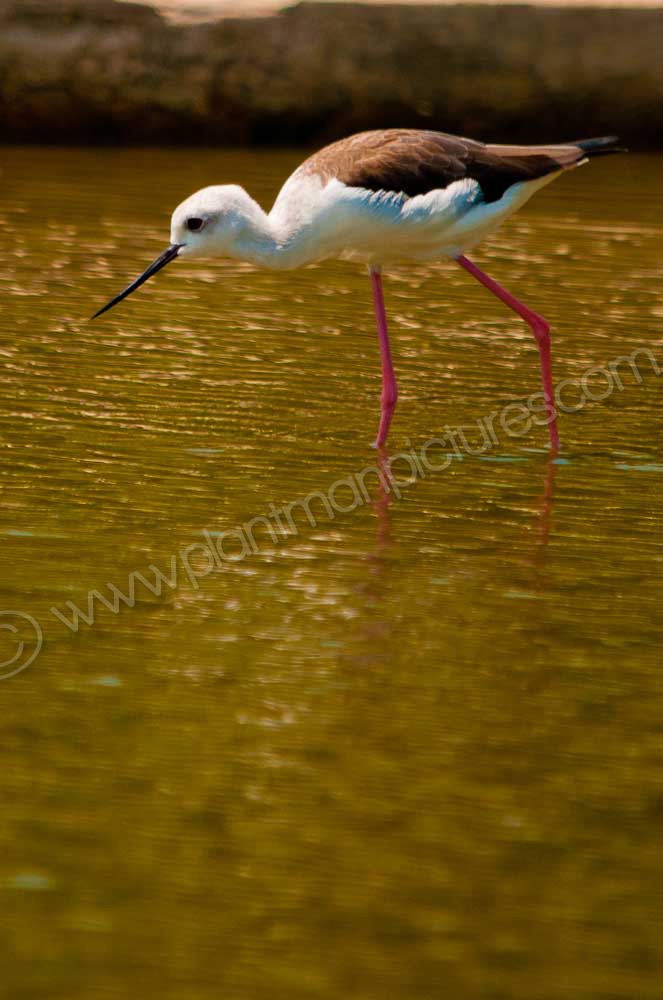 Young Black Winged Stilt
