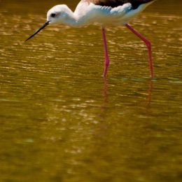 Young Black Winged Stilt