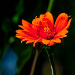 Orange Flower