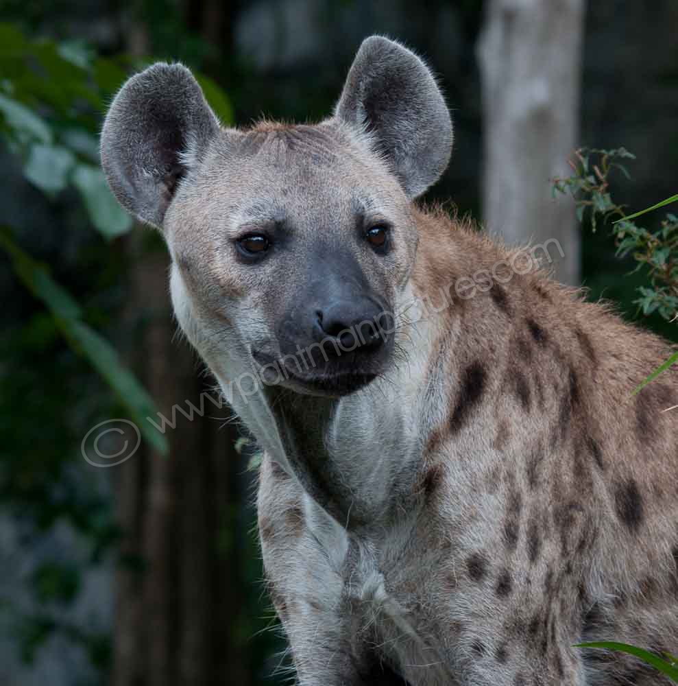 Captive Hyena