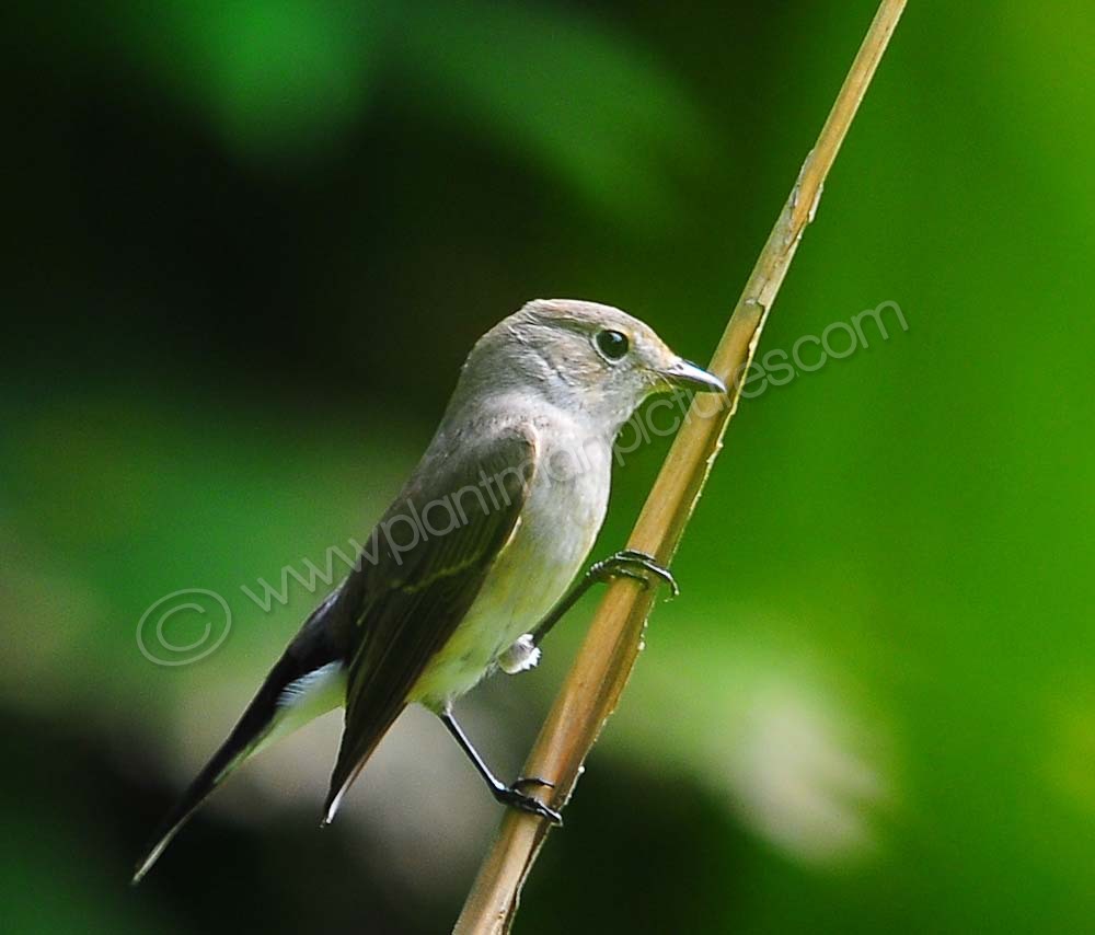 Asian Fly Catcher