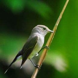 Asian Fly Catcher