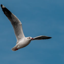 common tern