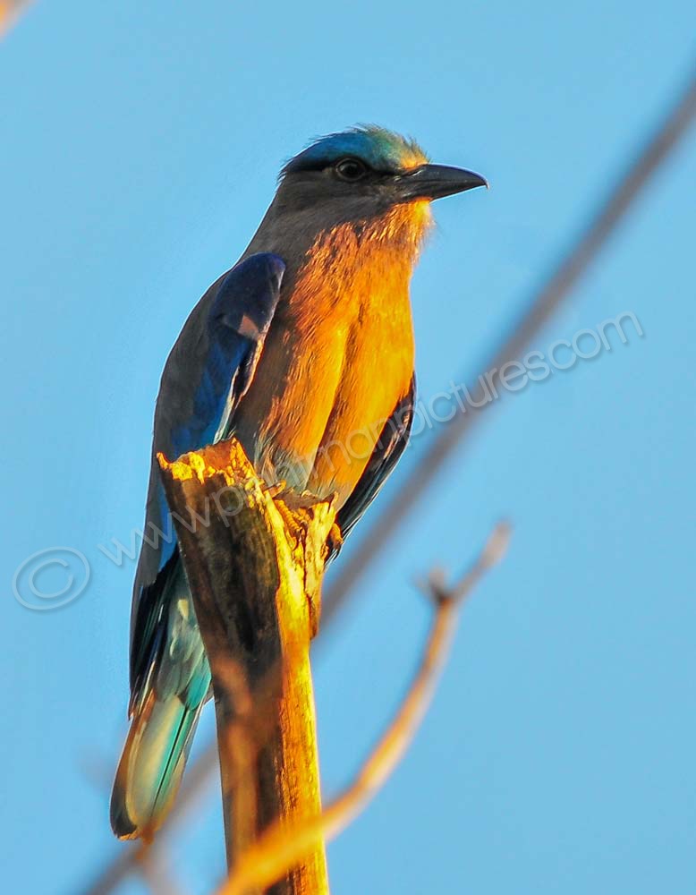 Indian Roller