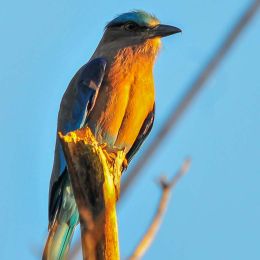 Indian Roller