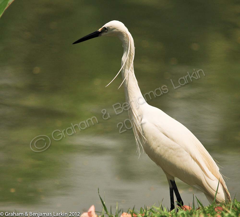 Great Egret