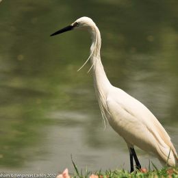 Great Egret