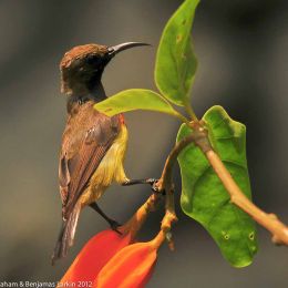 Olive Backed Sunbird