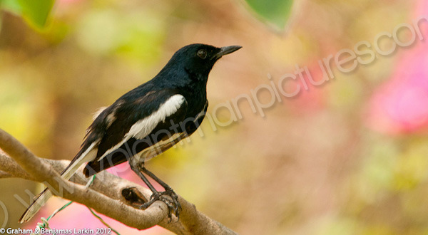 Oriental Magpie - Robin