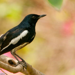 Oriental Magpie - Robin