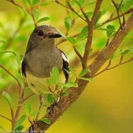 Oriental Magpie Robin