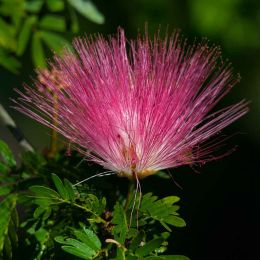 The Powder Puff flower