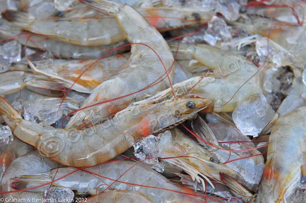 Fresh Prawns