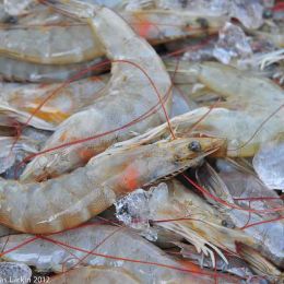 Fresh Prawns