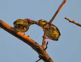 Coppersmith Barbets
