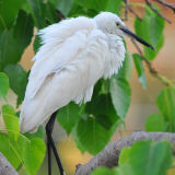 Little Egret