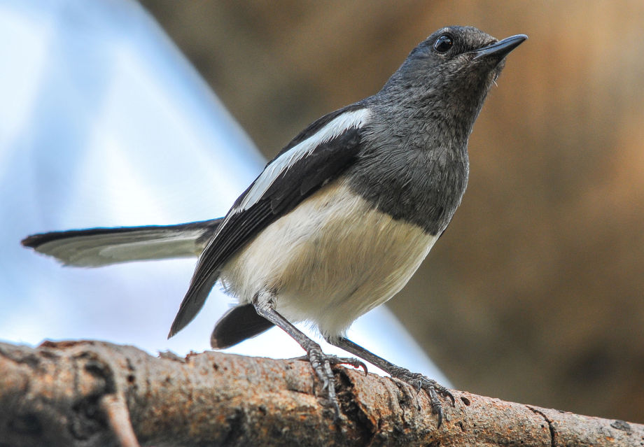 Oriental Magpie Robin