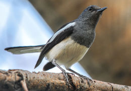 Oriental Magpie Robin