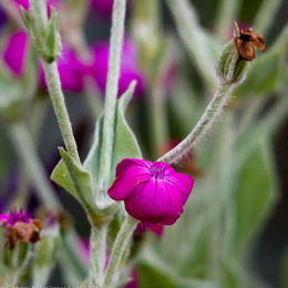 Flower in Warshash Hampshire