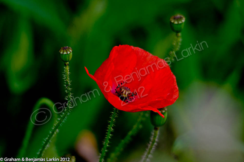 Poppy