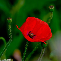 Poppy