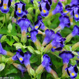 Doi tung Flowers