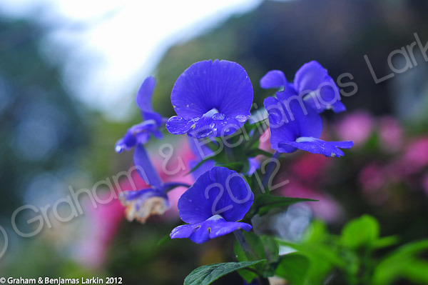 Blue Flower