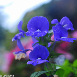 Blue Flower