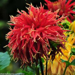 Red Dhalia Flower Doi Tung