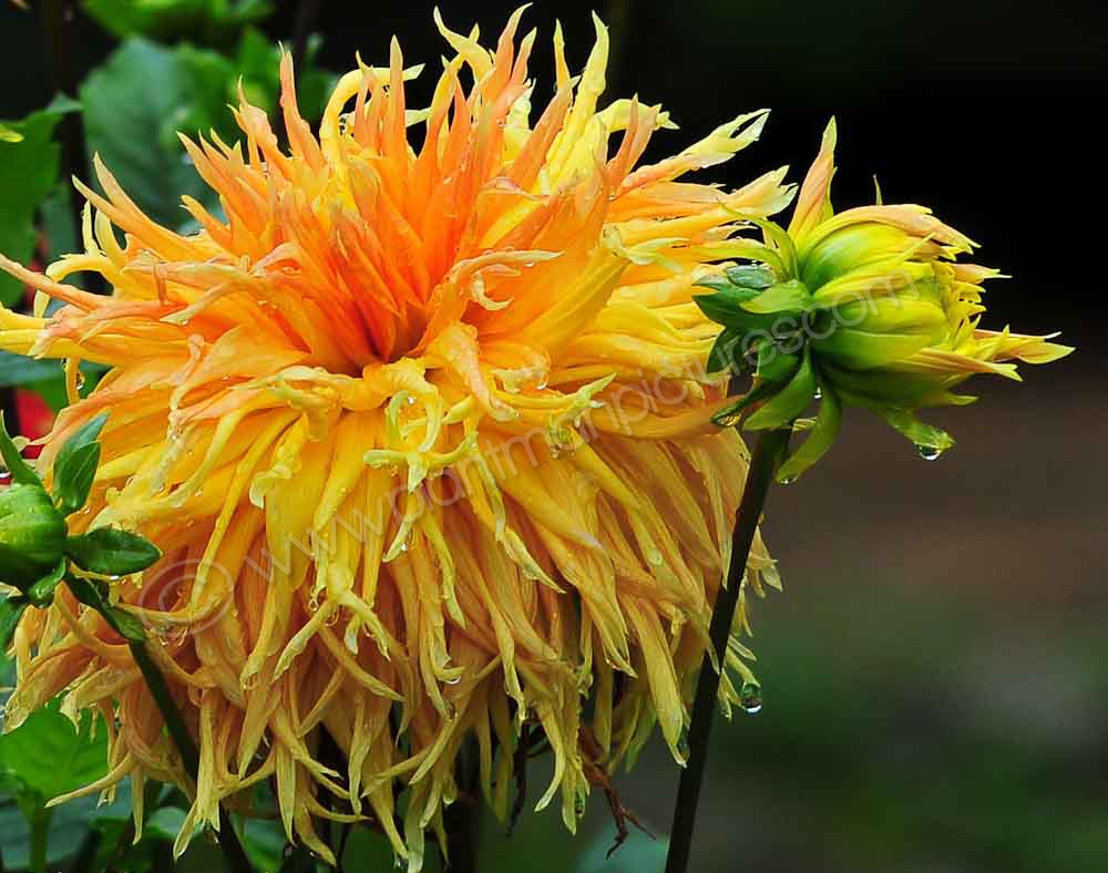 Dhalia Doi Tung Gardens
